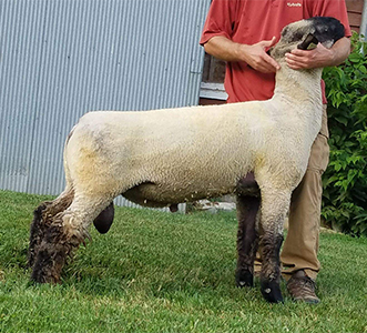 Sumner Club Lambs | For Sale